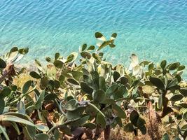 Ein großer Kaktuspflanzenbusch mit dicken Blättern, Knospen und gelben Blüten vor dem blauen Meereshintergrund in Skiathos, Griechenland. foto