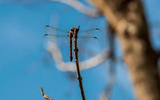 Libelle auf einem trockenen Ast Unschärfe Hintergrund foto