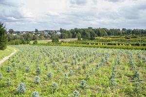 Reihen junger Koniferen im Gewächshaus mit vielen Pflanzen auf der Plantage foto