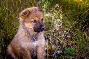 obdachloser welpenhund sitzt im gras foto