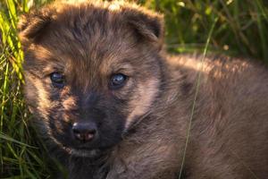 obdachloser welpenhund sitzt im gras foto