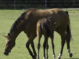 Pferde in westfalen foto