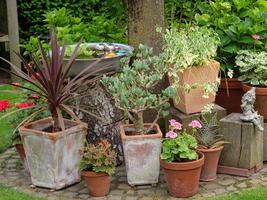 Blutende Blumen in einem deutschen Garten foto