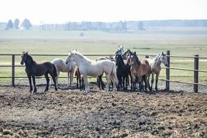 riesige Herde von Pferden auf dem Feld. Weißrussische Zugpferderasse. Symbol für Freiheit und Unabhängigkeit foto