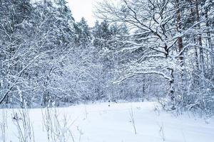 Winter-Kiefernwald mit Schnee bedeckt. schönes Winterpanorama bei Schneefall foto