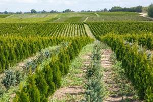 Reihen junger Koniferen im Gewächshaus mit vielen Pflanzen auf der Plantage foto