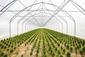 Reihen junger Koniferen im Gewächshaus mit vielen Pflanzen auf der Plantage foto