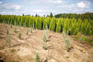 Reihen junger Koniferen im Gewächshaus mit vielen Pflanzen auf der Plantage foto