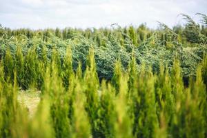 Reihen junger Koniferen im Gewächshaus mit vielen Pflanzen auf der Plantage foto