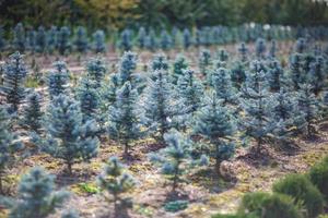 Reihen junger Koniferen im Gewächshaus mit vielen Pflanzen auf der Plantage foto