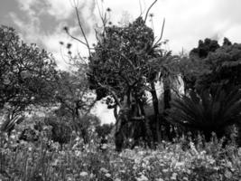 die Insel Madeira foto