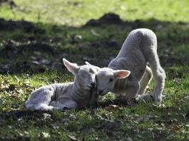 Schafe und Lämmer in Westfalen foto