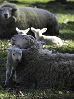 Schafe auf einem Feld in Westfalen foto