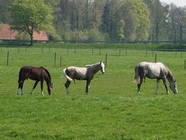 Pferde im deutschen Münsterland foto