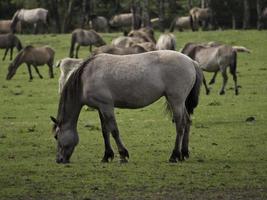 Wildfohlen in Deutschland foto