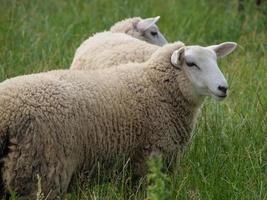 Schafe im deutschen Münsterland foto