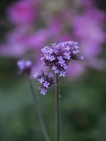 Sommergarten in Westfalen foto