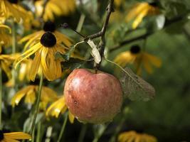 sommerzeit in einem deutschen garten foto