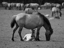 Wildpferde in Deutschland foto