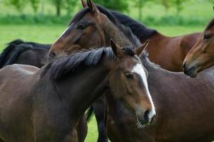 Pferde und Fohlen in Deutschland foto