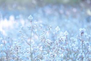 blumenblüte auf dem feld, schöner anbau und blumen auf der wiese, die morgens blühen. weiche pastellfarben auf natur-bokeh-hintergrund, vintage-stil foto