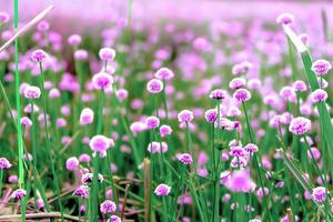 rosafarbene wildblumenfelder.schönes wachsen und blühen am morgen,selektiver fokus foto