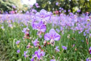 lila blumen, die morgens auf dem feld blühen. schöne wachsende und blumenwiese auf naturhintergrund foto