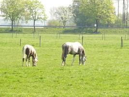 Viele Schafe in Westfalen foto