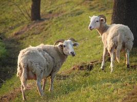 Viele Schafe in Westfalen foto