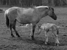 Wildpferde in Deutschland foto