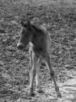 Wildpferde in Deutschland foto