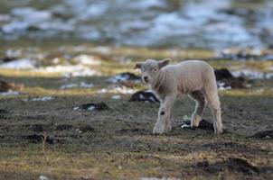Schafe im Winter foto