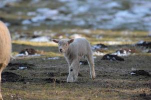 Schafe im Winter foto