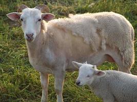 Viele Schafe in Westfalen foto