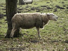 Schafe in Westfalen foto