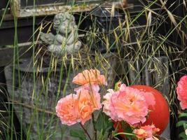 sommerzeit in einem deutschen garten foto