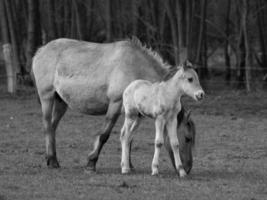 Wildpferde in Deutschland foto