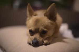 süßer kleiner Chihuahua foto