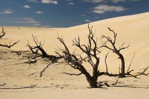 australische Wüste foto