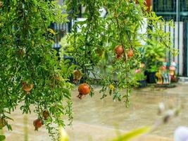 Granatapfel an einem regnerischen Tag foto