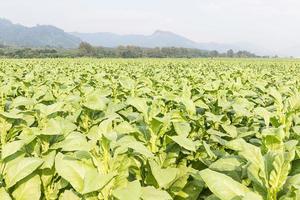 Feld von Nicotiana tabacum foto