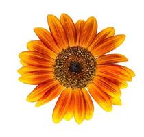 Sonnenblume lokalisiert auf weißem Hintergrund foto