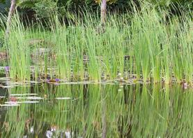 wilder Teich mit Seerosenblumen foto