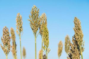 Sorghum- oder Hirseagent blauer Himmel foto