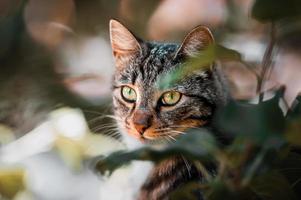 Katze im Baum foto