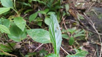 kleine Insekten, die auf Blättern sitzen. einfaches Foto im Wald.