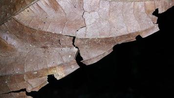 einfaches Foto von getrockneten braunen Blättern