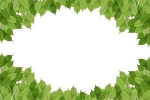 grünes Blatt auf isoliertem Withe-Hintergrund. foto