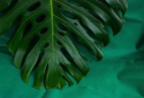 tropisches grünes Blatt Monstera auf grünem Hintergrund. draufsicht, kopierraum, plakat foto