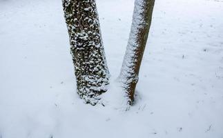 Doppelter Baumstamm mit Moos und weißem Schnee bedeckt foto